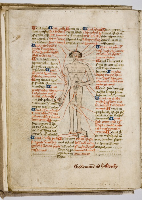 A medieval "phlebotomy man", a diagram showing the location of the major blood vessels in the human body. Trin MS O.1.57, f.16v.